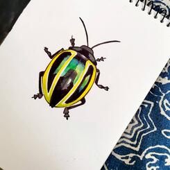 Beetle