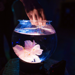 fishTank_flower ◦ 2018