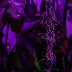 Detail of Plant Window