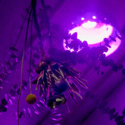 Hanging Dried Flowers