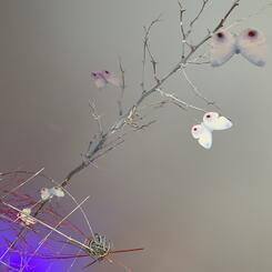 Shadows & butterflies 