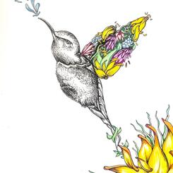 Hummingbird Breakthrough.jpg