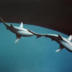 Two Sharks