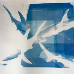 Shark Criss Cross