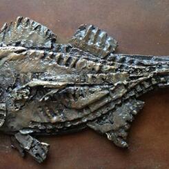 Fossil Fish