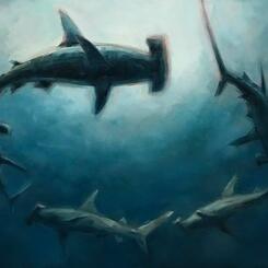 Hammerhead Circle