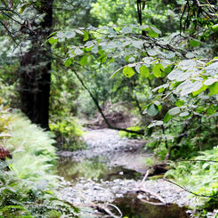 Muir Woods A Walk In The Woods 