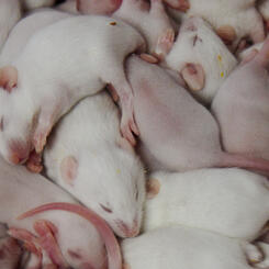 Pile of Rats 