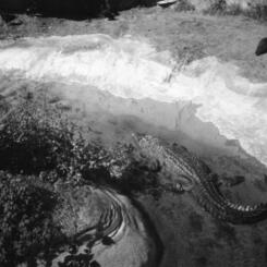 Alligators in Central Florida