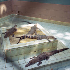 Central Florida Alligator Farm