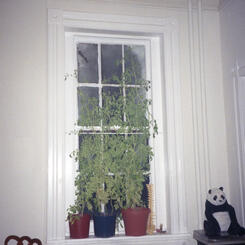 Indoor Tomato Garden