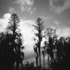 Florida Swamp