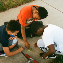 Curiosity: Killing the Caterpillar 