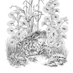 American Toad Pen and Ink