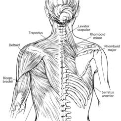 Muscles of the Back