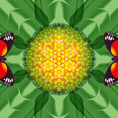 Cycad Cethosia Butterfly Nature Panel