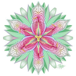 Pastel Pink and White Lily Mandala