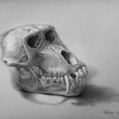 Baboon Skull in Carbon Dust