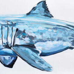 Great White Shark painting by Collin Cessna 