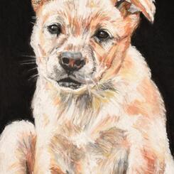 Pet Portrait by Collin Cessna