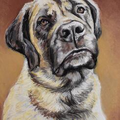 Pet Portrait by Collin Cessna