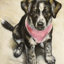 Pet Portrait by Collin Cessna