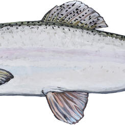 Rainbow Trout Painting by Collin Cessna