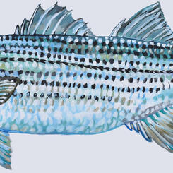 Rockfish painting by Collin Cessna