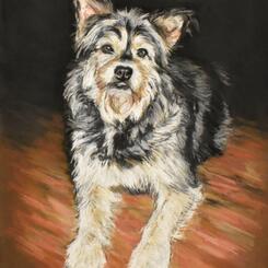 Pet Portrait by Collin Cessna