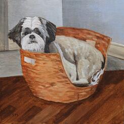 Dog in His Basket.jpg