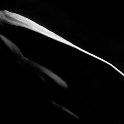 Untitled (# 10914) 2005