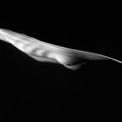 Untitled (#4442)  1992