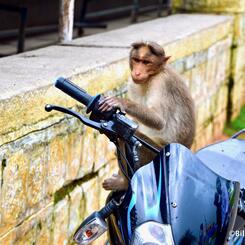 Monkey with No Driver License on Bike