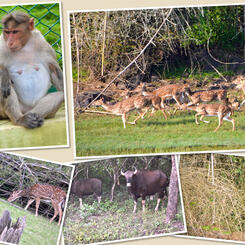 Kabini Wildlife Preserve: Photo Collage