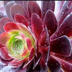 Big Wally illustration