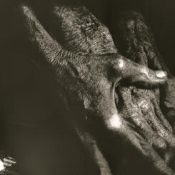 Sympathetic Bodies (still frame) 