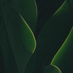 understory (still frame) 