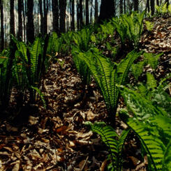 understory (still frame) 