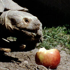 Only a Turtle Still 1.jpg