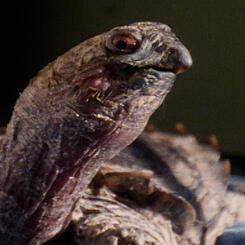 Only a Turtle Still 3.jpg