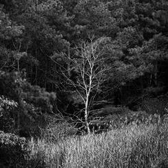 Ghost Forest