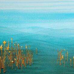 Yellow Reeds - Blue Mountains