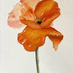 Orange Poppy Single Flower