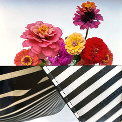 zinnias and zig zags