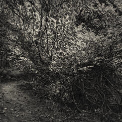 Blue bird trail, 2020