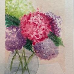  Hydrangia Watercolor