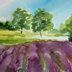  Lavender Field 5x7