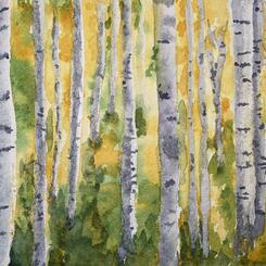  White Birch Trees