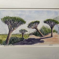 Balboa Park Trees  5x8