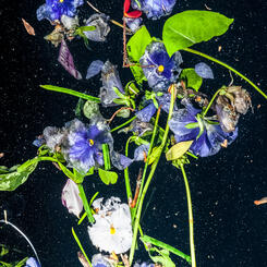 Midnight Arrangement